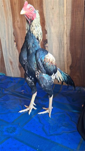 Home Breed ❤️ | Sava Java Murga Full Tiyari Mein 🔥 | Aseel Murga Training