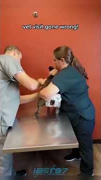 Funny Dogs Reacting to Shots – Hilarious Vet Visit Moments! 🐶😂