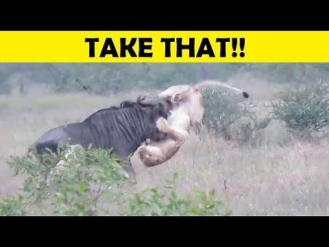 Top 10 Predators Surprised By Their Prey (PREDATOR LOSES) - Part 1
