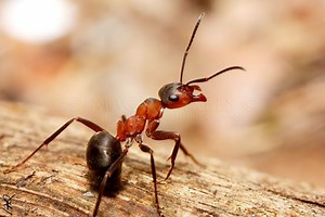 Formica polyctena - Alchetron, The Free Social Encyclopedia