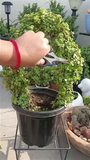 🌿 Jade Plant Complete Care & Tips | Watering, Sunlight, Pruning & Propagation 💚