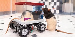 I’m a neuroscientist who taught rats to drive − their joy suggests how anticipating fun can enrich human life