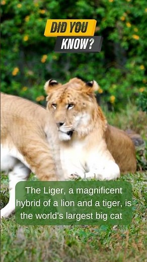 Liger - The Ultimate Hybrid Big Cat! 🦁🐯 #LigerFacts #BigCats #LionTigerHybrid #WildlifeShorts