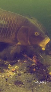 Why is the crayfish not afraid for carp? #fblifestyle #fishing #fish #fishinglife #underwater | Underfishing