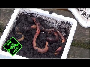 Zielfisch Aal - Nachtangeln mit Wurm