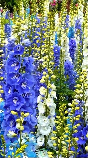 Explore a Beautiful Flower Paradise 🌸