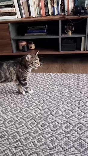 she'll meow until she gets her pets 😂 #meow #meowmeow #catsoftikok -110 | Fostering kittens