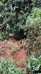 82K views · 1K reactions | A giant python walks along a small river in search of prey  #anaconda #amazon #python #sucuri #gigante #nature | Rudy Guntara | Facebook