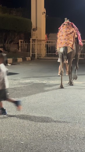 Wherever we go Alice Dolittle finds herself an animal. If she can ride it, even better! 🐪🥰💖 | Alice’s Pony Wonderland