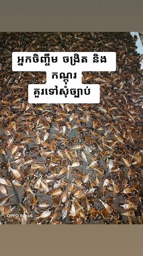 Cockroach Infestation in Indoor Spaces