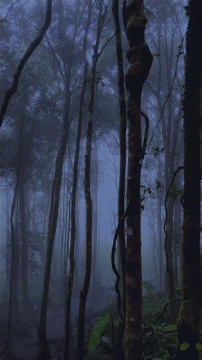 forest fog for deep sleep #forest #fog #nature