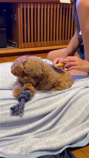 娘のブラッシングタイム。 #トイプードル #toypoodle