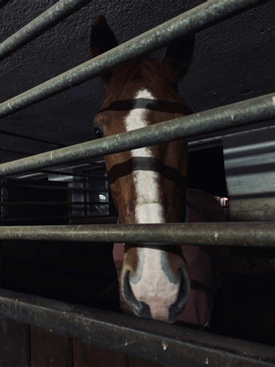 Training with O3 for Optimal Performance