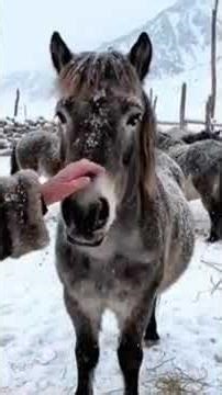 Most People Wouldn’t Survive This Cold ❄️#2