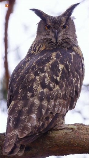 Owl Sounds | Eurasian Eagle-Owl 🧡