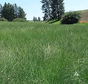 Outsidepride Western Native Grass Seed Mix - 1 lb. Perennial Blend of Warm & Cool Season, Drought Tolerant Grass Seed for Natural Landscaping w/Wildflower, Soil Health Improvement & Erosion Control