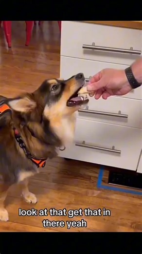 Adorable Fluffy Dog Zoomies Compilation