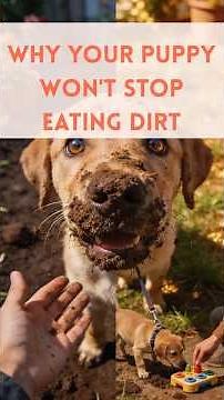 Why Your Puppy Won't Stop Eating Dirt.