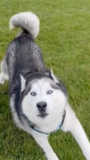 Husky Slips, Blames EVERYONE 🤣😭