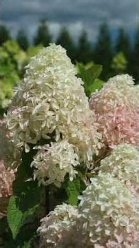Quick Fire Fab® Hydrangea