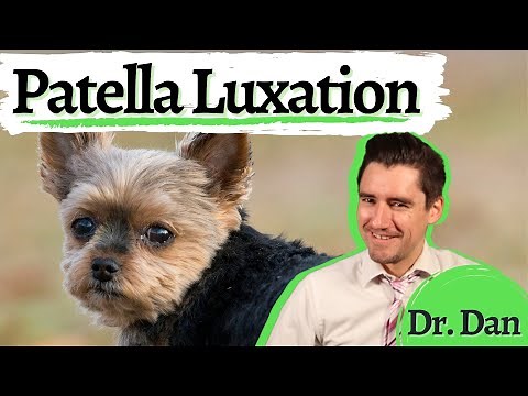 Dog patella luxation. Luxating knee or patella in the dog: How to diagnose and treat with Dr. Dan