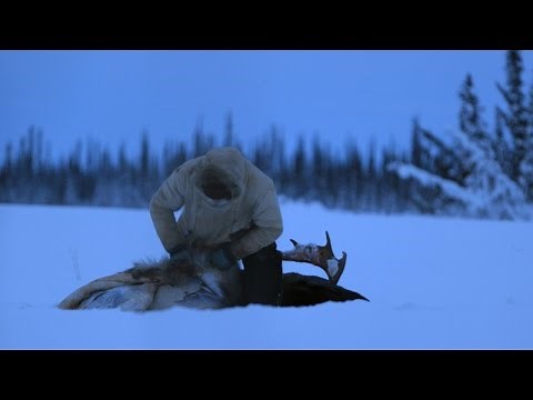 A Moose for the Winter