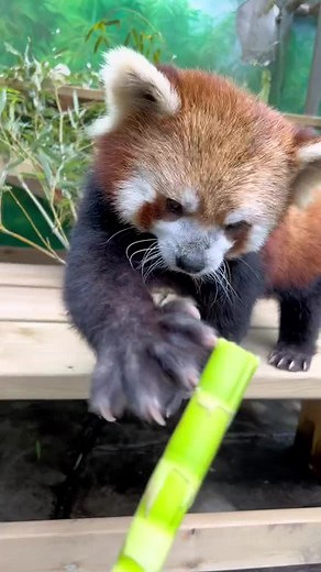 Red Panda(Ailurus Fulgens) on TikTok