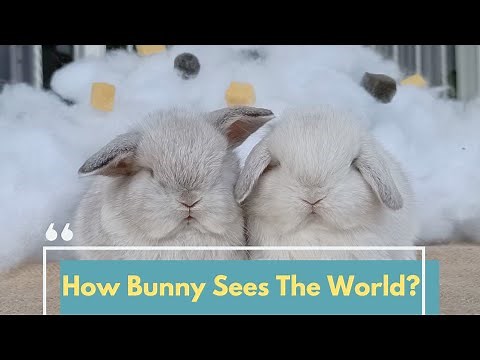 RABBIT VISION - HOW DO BUNNIES SEE?