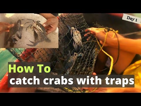 how to catch fiddler crabs with a trap video | blue crab