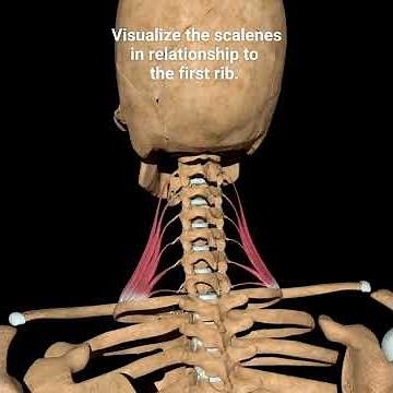Massage Technique for the First Rib and Scalene | ErikDalton.com
