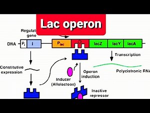 Lac operon class 12|lac Operon gene regulation|lac operon in hindi|Gene regulation|lactose metabolis