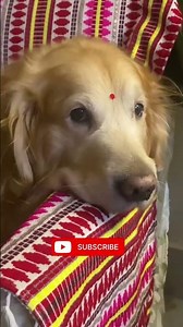 Akhon ki ghustakhiya mafh ho…#amarchokhermoni #goldenretriever #love #dogs #merajan