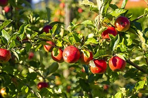 Ces arbres à planter en novembre sont la clé pour des récoltes abondantes dès le printemps