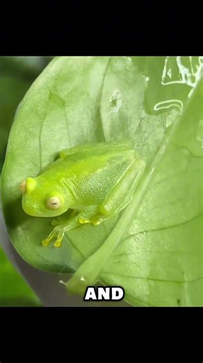 This Frog Is Completely Transparent 🤯 (You Can See Its Heart Beat!)