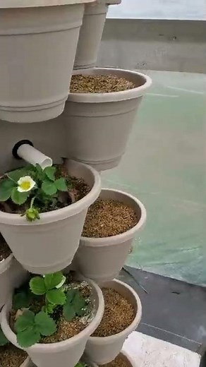 Dollar tree hydroponic strawberry tower update 20 day in.