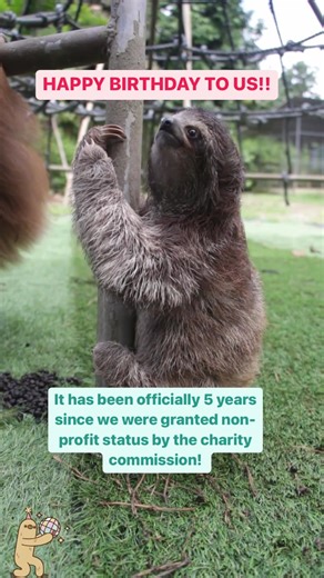 Thanks everyone for your support!! 🥳🥳 We couldn’t do any of the work we do without you! 🦥💚 #Birthday #HappyBirthday #SlothConservation #Sloths #HelpSloths #slothsoftiktok