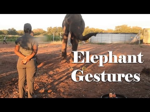 Elephant Gesture Experiment