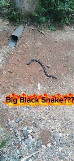 Big Black Snake??🐍#BigSnake#BlackSnake#Wildlife#SnakeVideo#Nature#WildAnimal#Reptile#SnakeReels