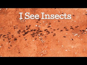 Story Time | Learn About Bugs | Read Aloud About Bugs - I See Insects