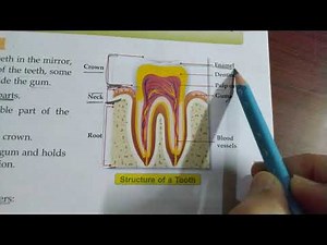 Class-4th,Science, Ch-2 ( Teeth and Microbes) part-2