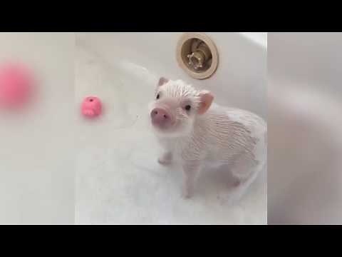【超可愛い】こぶた！こぶた！！こぶた！！！【癒し】Cute Mini Pig & Micro Pig Videos PIG! PIG! PIG!