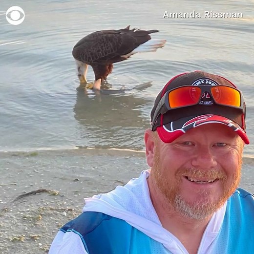BALD EAGLE VS. FISHERMAN: A Florida fisherman caught a small shark near Florida's Dunedin Causeway when a Bald Eagle came swooping in to claim it. | CBS Evening News
