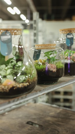 Did you know that a terrarium is actually a mini ecosystem? 🌱 The plants recycle their own water, which means they need very little care. A small piece of nature that keeps itself perfectly in balance. | Hans Visser Planten Export