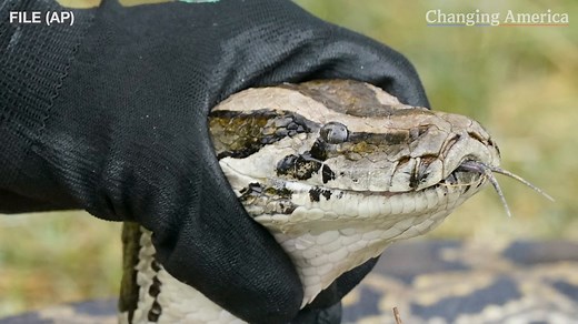 Giant invasive pythons are slithering north in Florida