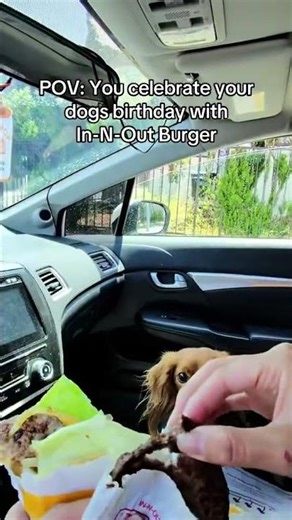 The burger made my dog so HAPPY #birthday #elebrate #miniaturedachshund #pov