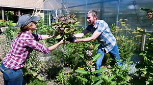 55K views · 329 reactions | This urban garden invites neighbors to harvest for free.  | Humankind | Facebook