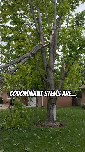 Future failure points for tree | Structure pruning young trees is important