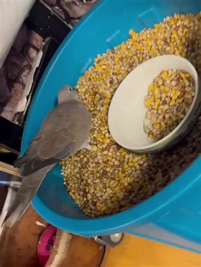 Olin, the laughing dove, proudly presents species-appropriate pigeon food 🐦 A healthy pigeon diet is not bread. It is a balanced grain mix made specifically for pigeons. High-quality seeds, legumes, and grains provide the nutrients they actually need — protein for muscle strength, carbohydrates for energy, and natural oils for healthy feathers. But proper food alone is not enough. Pigeons also need pigeon grit. Why? Because pigeons do not have teeth. They swallow their food whole. The grit stay