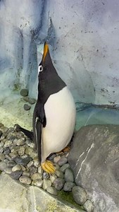 It’s officially winter, so naturally, our Bird of the Month spotlight shines on penguins! 🐧 Penguins swim, slide, waddle and hop through some of the coldest temperatures on the planet and look dapper while doing it! At first glance, the 80 best-dressed birds at the Detroit Zoo may appear similar, but five distinctive species make up this waddle. 👑 King penguins are the second-largest penguin species. These birds have distinctive orange feathers on their heads and upper chests. 🧡 Gentoos are r