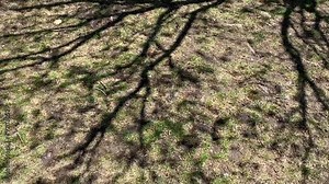 tree branches in shadow on the ground moving in the breeze wind